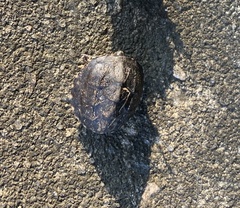 Sternotherus odoratus