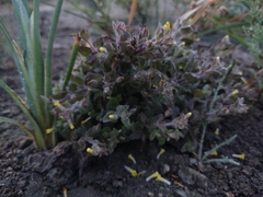 Mimetanthe pilosa