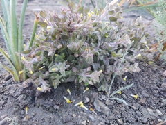Mimetanthe pilosa