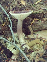 Lactarius pseudomucidus