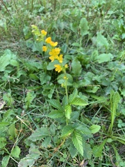 Agrimonia striata
