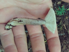 Lactarius pseudomucidus