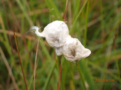 Eriophorum scheuchzeri