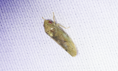 Ponana quadralaba
