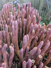 Phlegmariurus crassus