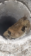 Trachycephalus vermiculatus