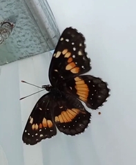 Chlosyne lacinia adjutrix