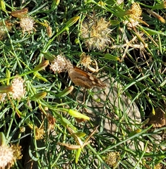 Libytheana carinenta