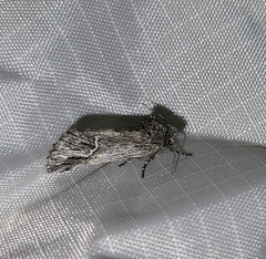 Ursia noctuiformis