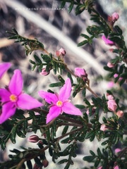 Boronia amabilis