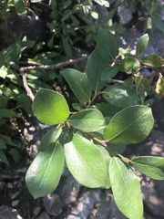Salix scouleriana