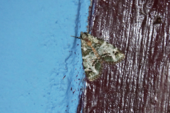 Termioptycha