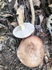 Tylopilus felleus