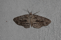 Cleora semidiscata