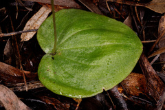 Cyrtostylis
