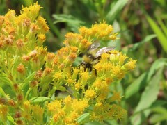 Anthophila