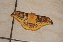 Syntherata