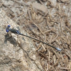 Lestidae
