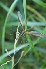 Tipula oleracea