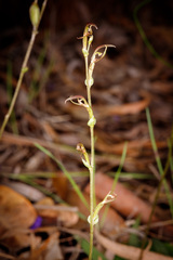Cyrtostylis