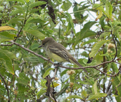 Myiarchus magnirostris