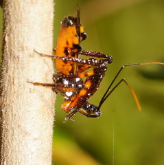 Austrovelinus varius