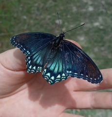 Limenitis arthemis arizonensis