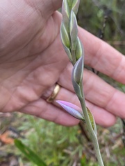 Thelymitra ixioides