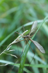Tipula oleracea