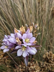 Gentianella foliosa