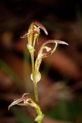 Cyrtostylis