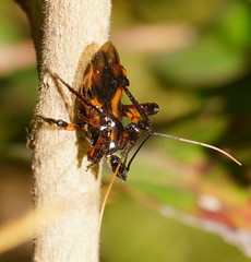 Austrovelinus varius