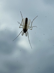 Cricotopus