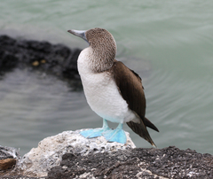 Sula nebouxii excisa