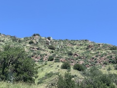 Carnegiea gigantea