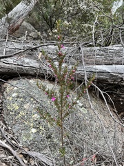 Boronia amabilis
