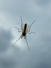 Cricotopus