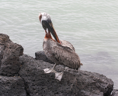 Pelecanus occidentalis urinator
