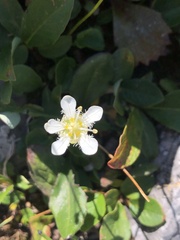 Parnassia fimbriata