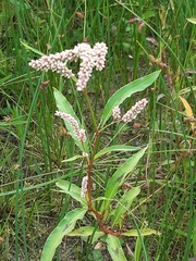 Persicaria lapathifolia — photo 3