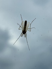 Cricotopus