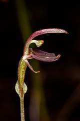 Cyrtostylis