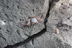 Grapsus grapsus