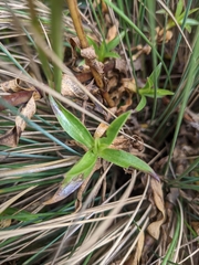 Gentianella foliosa