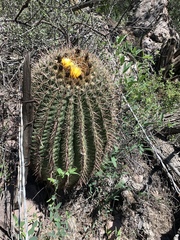 Ferocactus cylindraceus