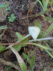 Panaeolus cyanescens