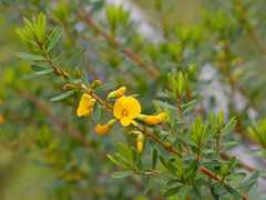 Pultenaea euchila