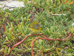 Setophaga petechia aureola