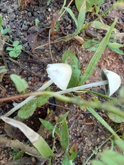 Panaeolus cyanescens