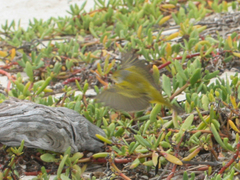 Setophaga petechia aureola